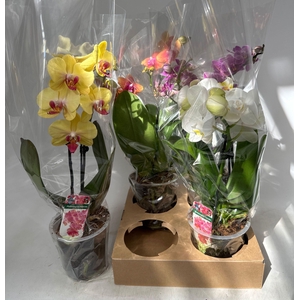 PHAL GEM