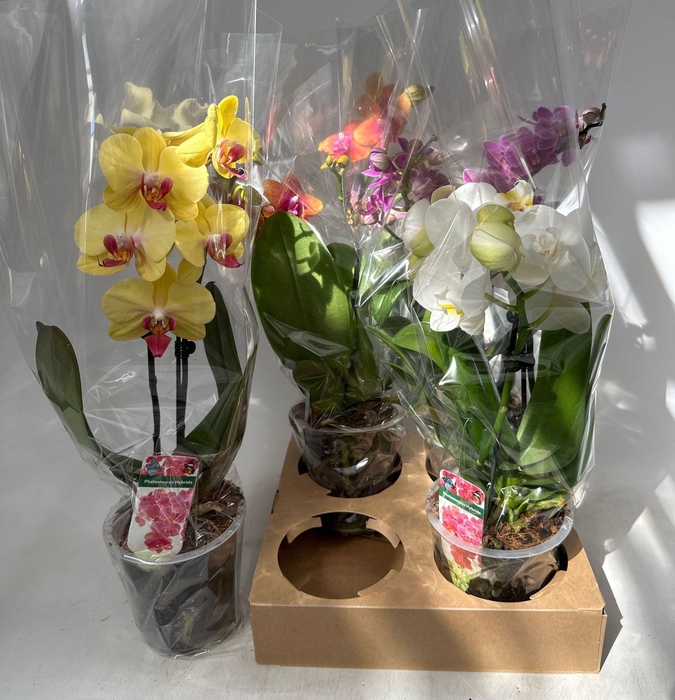 <h4>PHAL GEM</h4>