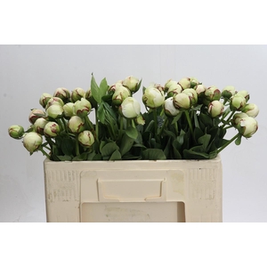 Paeonia (Lactiflora Grp) 'White Pool'