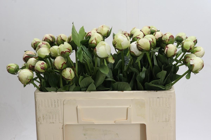 <h4>Paeonia (Lactiflora Grp) 'White Pool'</h4>