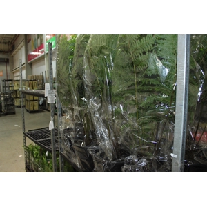 CYATHEA COOPERI P27