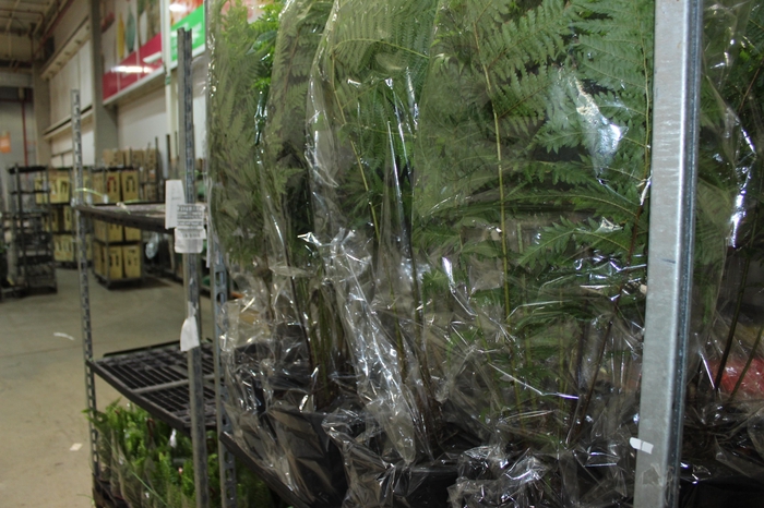<h4>CYATHEA COOPERI P27</h4>