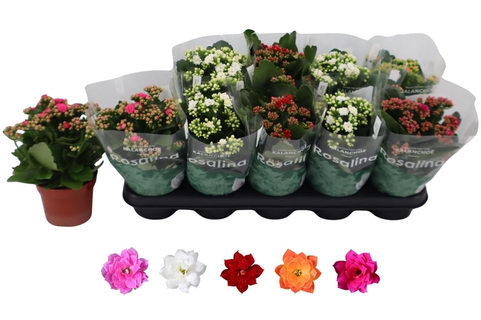 <h4>KAL GE RO GEM 5 KL</h4>