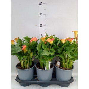 Zantedeschia  'Captain Brunello'