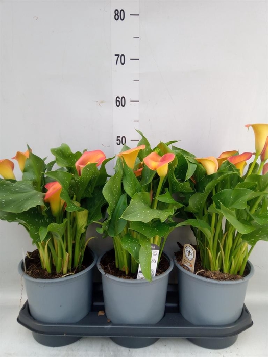 <h4>Zantedeschia  'Captain Brunello'</h4>