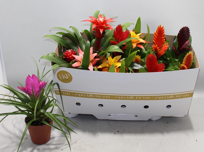 <h4>BROMELIA GEM</h4>