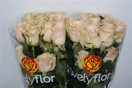 <h4>R GR PINK MONDIAL</h4>