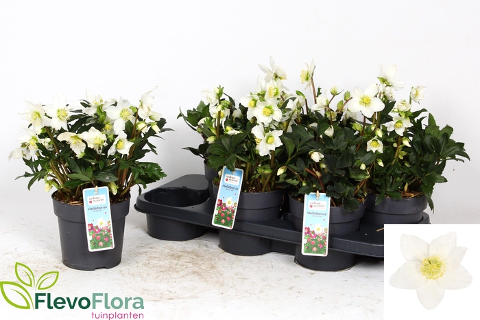 <h4>HELL NI CHR CAROL</h4>