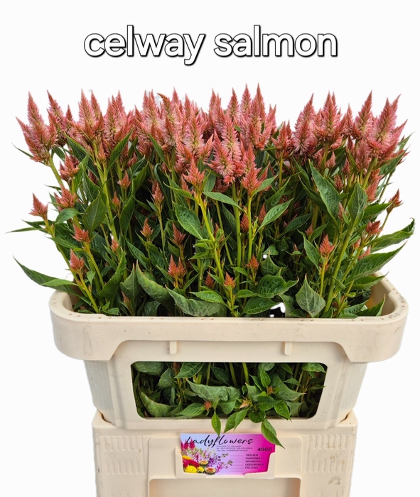 <h4>CEL A CELWAY SALMON</h4>