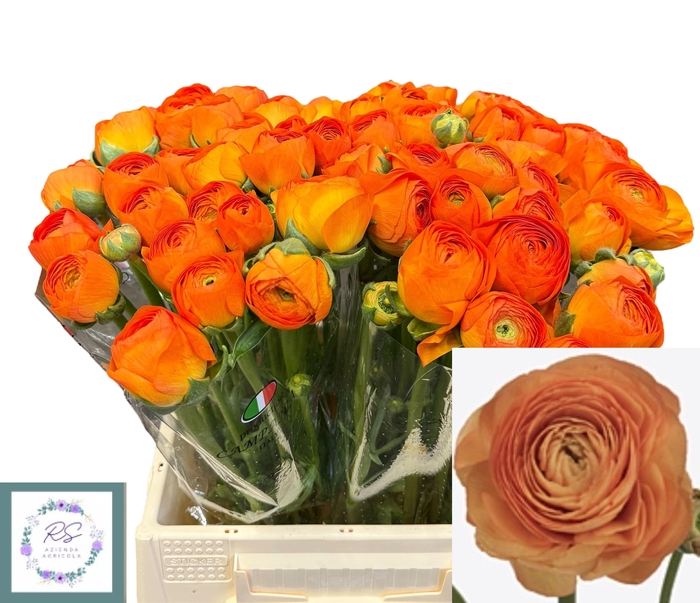 <h4>RAN SU LAMBADA</h4>