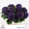 Hydr M Royal King