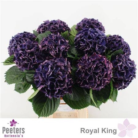 Hydr M Royal King
