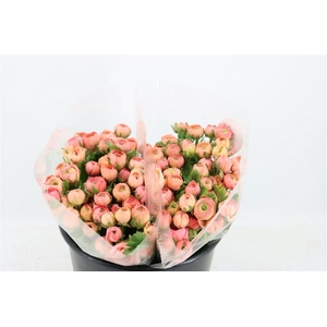 Ran Amandine Salomon