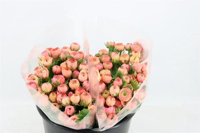 <h4>Ran Amandine Salomon</h4>