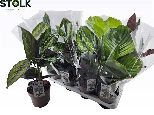 <h4>CALAT GEM 4 SRT</h4>