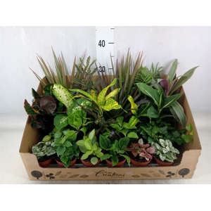 Planten Groen   ...mix 24