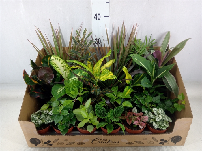 <h4>Planten Groen   ...mix 24</h4>