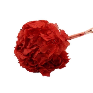 Bunch Hydrangea Pres.