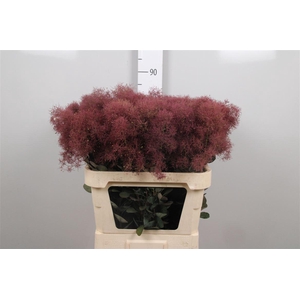 Cotinus C Mag Torch