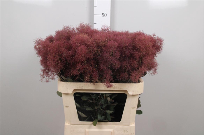 <h4>Cotinus C Mag Torch</h4>