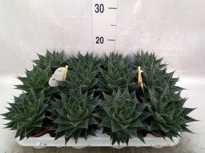 <h4>Gasteria</h4>