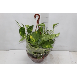 JIBOIA VERDE C21 PENDENTE