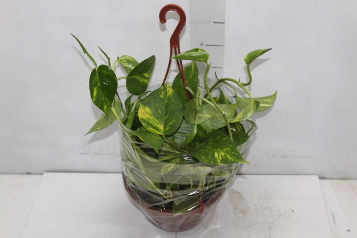 <h4>JIBOIA VERDE C21 PENDENTE</h4>