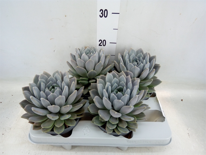 <h4>Pachyphytum  'Draco'</h4>