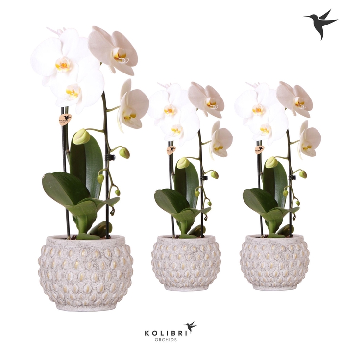 <h4>Kolibri Orchids Phalaenopsis Niagara fall 1 spike in Marrakesh gold-copper</h4>