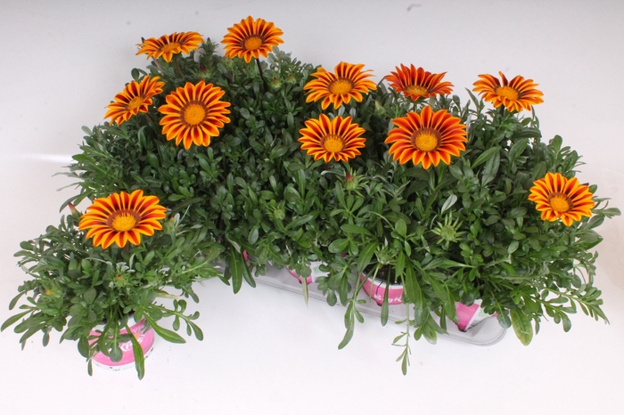 <h4>Gazania Rigens Orange Flame</h4>