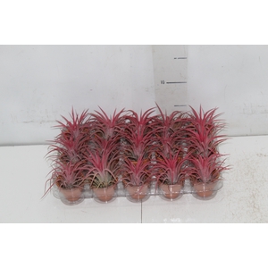BROMELIA TILLANDSIA IONANTHA VB P05