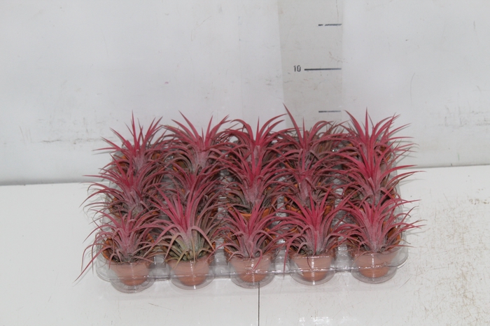 <h4>BROMELIA TILLANDSIA IONANTHA VB P05</h4>