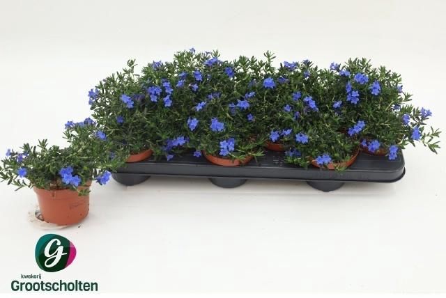 arr8 Glando Dif Heaven Bl