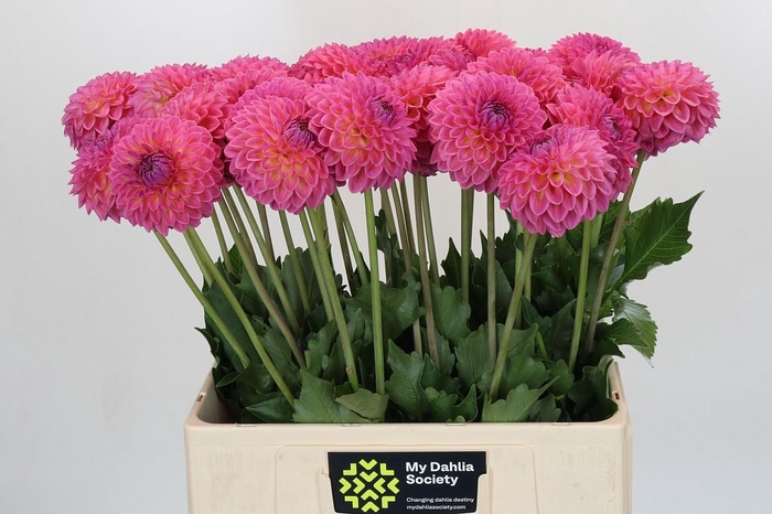 Dahlia Barbados