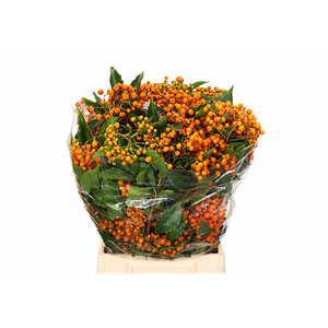 PITTOSPORUM ROMBIFOGLIA