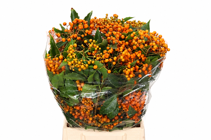 <h4>PITTOSPORUM ROMBIFOGLIA</h4>