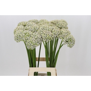 Allium Nigrum