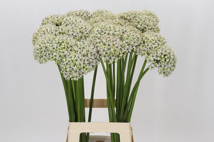 <h4>Allium Nigrum</h4>