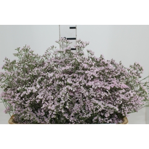 LIMONIUM 080 CM ROSA