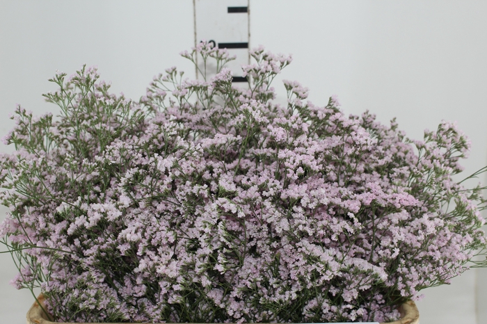 <h4>LIMONIUM 080 CM ROSA</h4>
