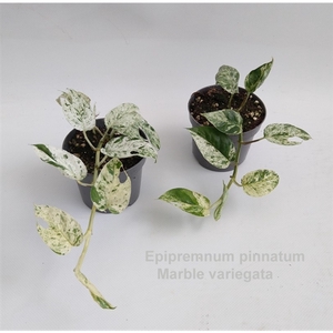 Epipremnum pinnatum Marble variegata 9cm