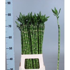 DRAC LUCKY BAMBOO