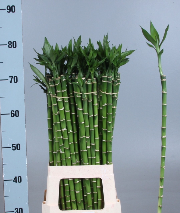 <h4>DRAC LUCKY BAMBOO</h4>