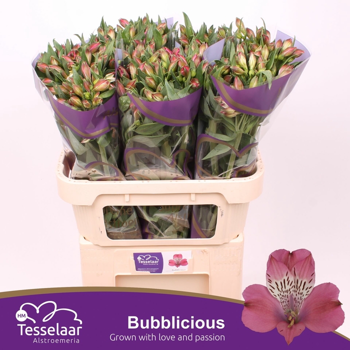 <h4>Alstroemeria Bubblicious</h4>