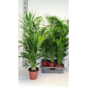 DYPSIS LUTESCENS