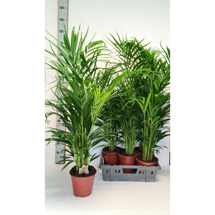 <h4>DYPSIS LUTESCENS</h4>
