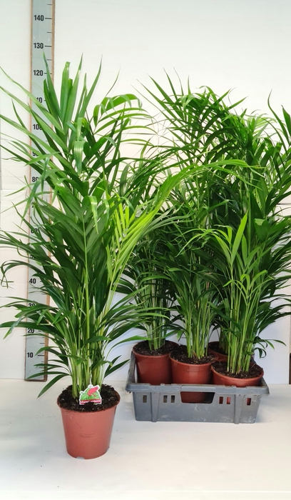 DYPSIS LUTESCENS