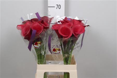 <h4>Zant Red Salsa</h4>