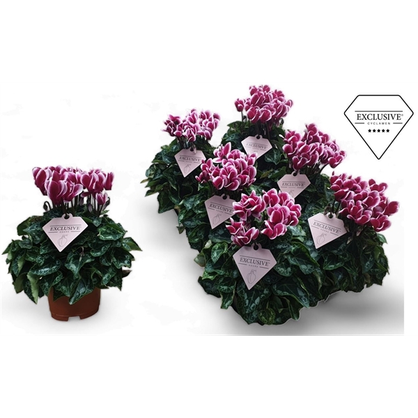 <h4>Cyclamen Exclusive® Odora Geurend!!</h4>