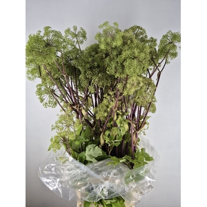 ANGELICA GIGAS